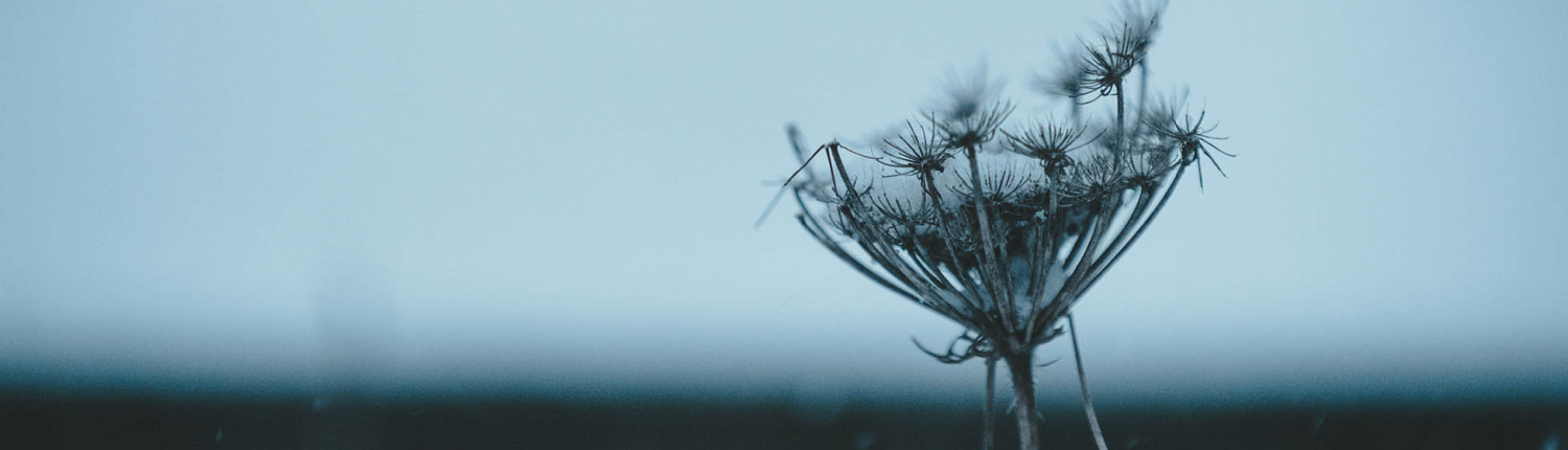 شعر بهمن حبیبی